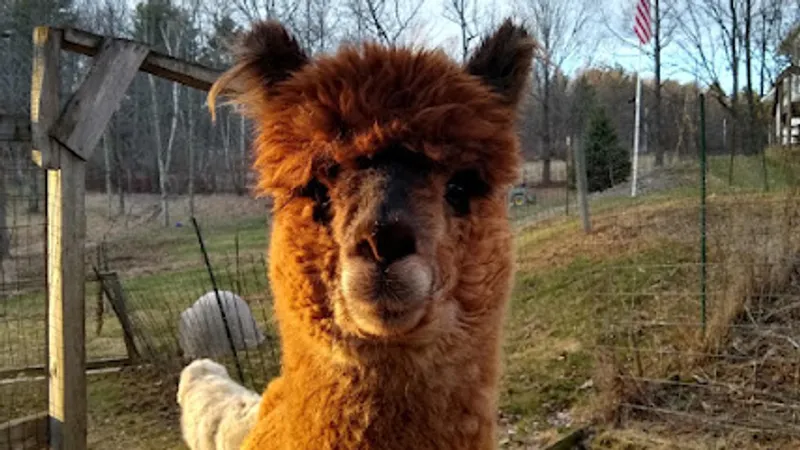 Wright Choice Alpacas