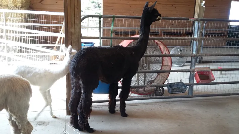 Creekwood Alpacas