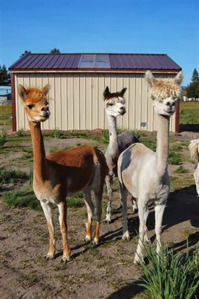 Red Oak Farms Alpacas